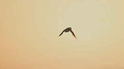 Slow Motion Puffin Bird Flying in Sunset Sky, Atlantic Puffins In Flight with Stock Footage 301854847