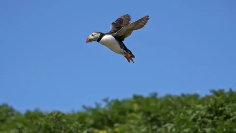 Slow Motion Puffin Close-Up Coming in to Land – 100fps Skomer Island Stock Footage 317950257