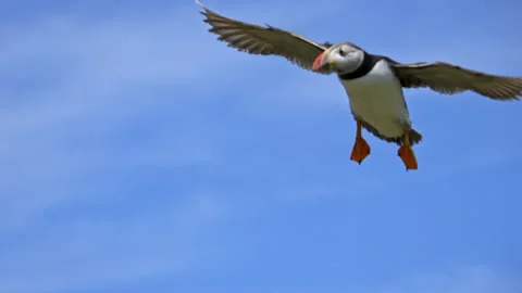 Slow Motion Puffin Close-Up Coming in to Land – 100fps Skomer Island Stock Footage 317950260