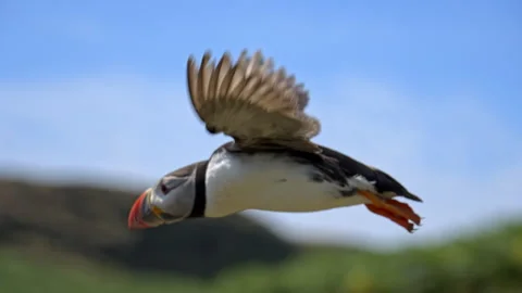 Slow Motion Puffin Close-up Flying towards the sea – 100fps on Skomer Island Stock Footage 317943306