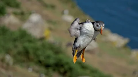Slow Motion Puffin Close-Up Flying Toward Camera – 100fps Skomer Island Stock Footage 317950210