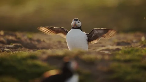 Slow Motion Puffin Flapping Wings, Atlantic Puffin Bird Behavior Drying its Stock Footage 294526507
