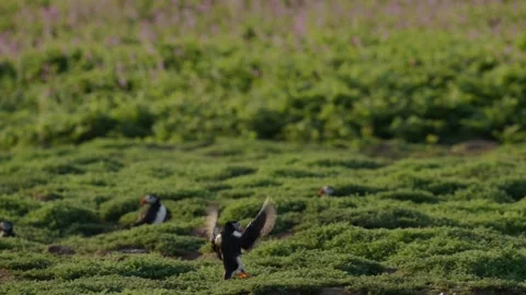 Slow Motion Puffin Flying and Landing on the Ground at its Burrow, Atlantic Stock Footage 298217058