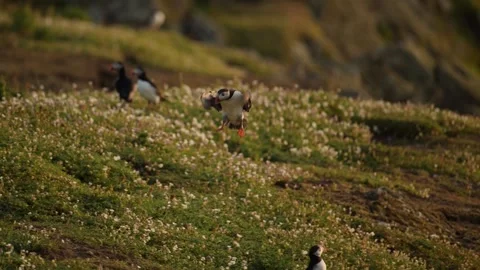 Slow Motion Puffin Flying and Landing on Coast, Atlantic Puffin In Flight Stock Footage 305141885