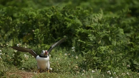 Slow Motion Puffin Flying and Landing on the Ground at its Burrow, Close Up Stock Footage 305141893