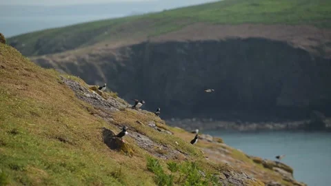 Slow Motion Puffin Flying and Landing on the Ground at its Burrow, Atlantic Stock Footage 305142208