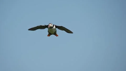 Slow Motion Puffin Flying and Landing on the Ground at its Burrow, Atlantic Stock Footage 305142213