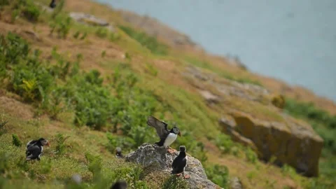 Slow Motion Puffin Flying and Landing on the Ground at its Burrow, Atlantic Stock Footage 305143472