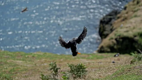 Slow Motion Puffin Flying and Landing with Sea Background – 100fps Skomer Island Stock Footage 317950181