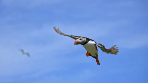 Slow Motion Puffin Flying Mid-Shot Coming in to Land – 100fps Skomer Island Stock Footage 317943684