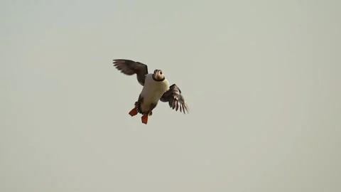 Slow Motion Puffin Flying with Sky, Atlantic Puffin In Flight Flying Fast and Stock Footage 305144274