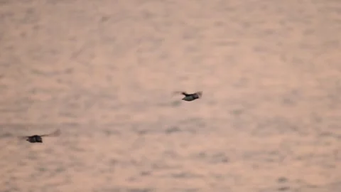 Slow Motion Puffin Flying at Sunset Over Ocean, Atlantic Puffin In Flight Over Stock Footage 305144083