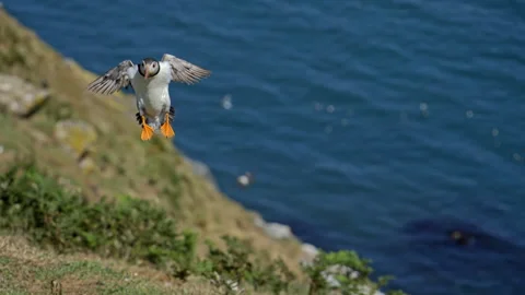 Slow Motion Puffin Flying Toward Camera Before Landing – 100fps Skomer Island Stock Footage 317950215