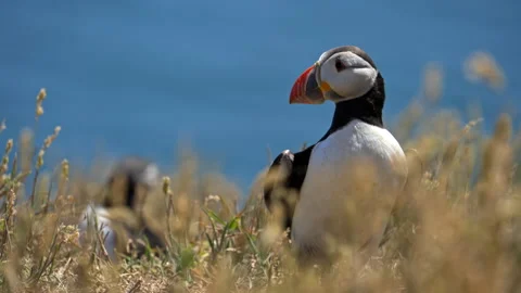 Slow Motion Puffin Looking Around with Grass Bokeh – 100fps Skomer Island Stock Footage 317950213