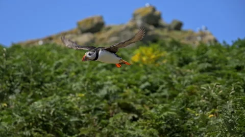 Slow Motion Puffin Mid-shot Flying towards the sea – 100fps on Skomer Island Stock Footage 317943689