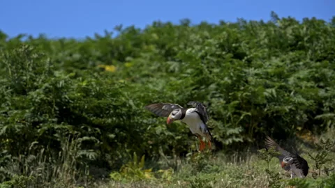 Slow Motion Puffin Mid-shot Coming in to Land – 100fps Skomer Island Stock Footage 317950226