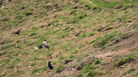 Slow Motion Puffin Taking Off from Cliff Slope – 100fps Skomer Island Stock Footage 317944021