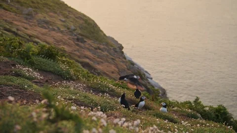 Slow Motion Puffin Taking Off on Coast, Atlantic Puffin Flying Out to Sea Stock Footage 308204856