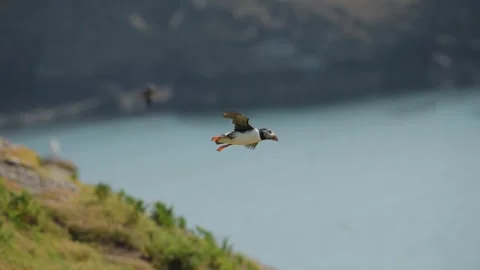 Slow Motion Puffins Flying on the Coast, Atlantic Puffin Bird in Flight with Stock Footage 305142107