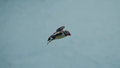 Slow Motion Puffins Flying on the Coast, Atlantic Puffin in Flight with Coastal Stock Footage 305143416