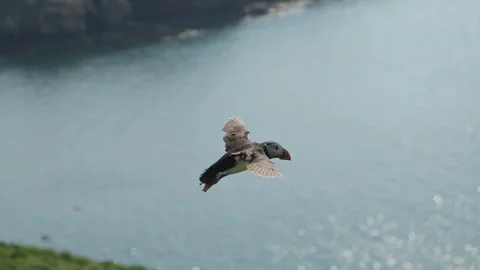 Slow Motion Puffins Flying on the Coast, Atlantic Puffin in Flight with Coastal Stock Footage 305143485