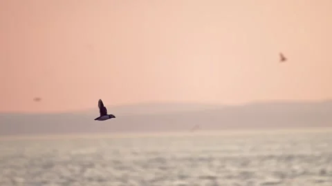 Slow Motion Puffins Flying in Sunset Sky, Atlantic Puffin Birds In Flight with Stock Footage 299243346
