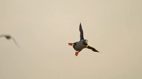 Slow Motion Puffins Flying in Sunset Sky, Atlantic Puffin Bird In Flight with Stock Footage 314004048