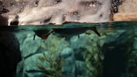 Slow Motion Puffins in Water Stock Footage 87307308
