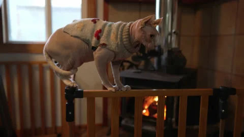Slow motion pull away of a Sphynx kitten on a baby gate in front of a fire Stock Footage 220231384
