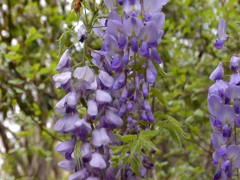 Slow Motion Pull Back Hanging Wisteria Stock Footage