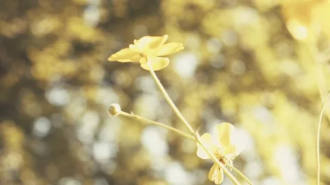 Slow Motion Pull Focus of a Flower in the Sun Stock Footage 242673455