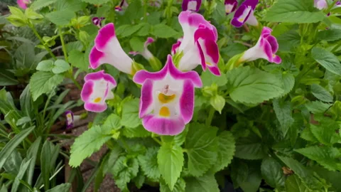 Slow motion pullback from torenia flower to blooming plant Vidéo 333351845