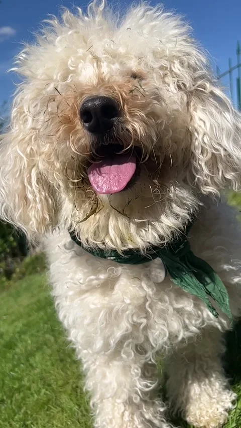 Slow-motion, Puppy. Video stock 183877094