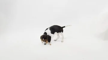Slow motion puppy running to get a treat Stock-Footage 85998337