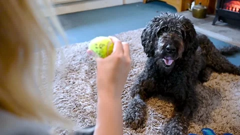 SLOW MOTION PUSH IN as a scruffy black labradoodle fails to catch a tennis ba Stock Footage 148339702
