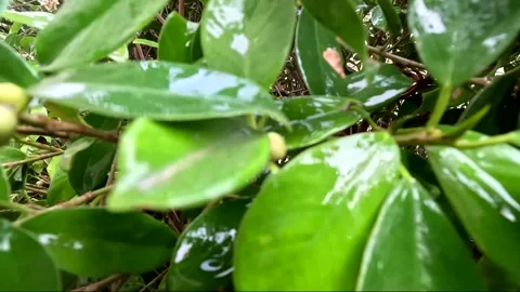 Slow Motion Push Through Wet Green Leaves After Rain Macro Nature Background Stock Footage 341334984