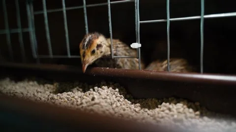 Slow motion quail chick pecks at compound feed closeup Stock Footage 252269983