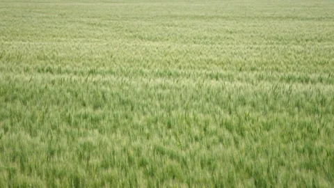 Slow Motion Rack Focus on Immature Green Wheat in Prairie Field Stock Footage 341474057