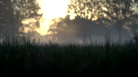 Slow-Motion rack focus pan during a misty sun rise Stock Footage 209853371