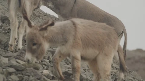 Slow motion rack focus on young donkeys on rocky hillside in Arizona desert Stock Footage 267762776