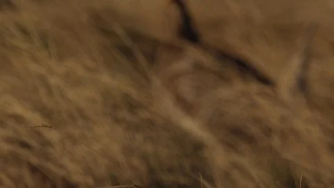 Slow motion - rack - grouse taking off sunset close Video stock 81044818