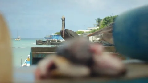 Slow motion racking focus shot from a pelican staring at fishes Stock Footage 74548537
