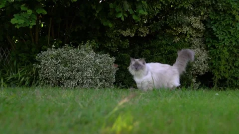 Slow motion ragdoll cat leaps towards camera Stock Footage 198831047