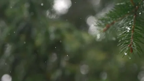 Slow-motion rain against a blurred treeline; shallow depth makes droplets p.. Stock Footage 254469426