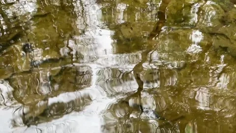 Slow motion rain causing ripples in forest creek surface Video stock 239670510