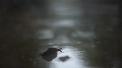 Slow Motion Rain on Concrete Ground with Dried Leaves Stock Footage 230938569