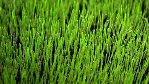 Slow-motion rain covers young wheat in a macro shot. Droplets cling to fres.. Video stock 297907239