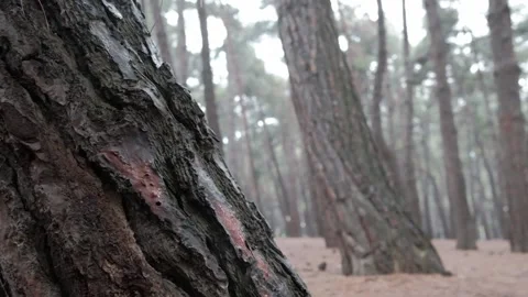 Slow motion of rain drop at forest. Focusing to trees.  Cinematic Slow Motion. Vidéo 133631179