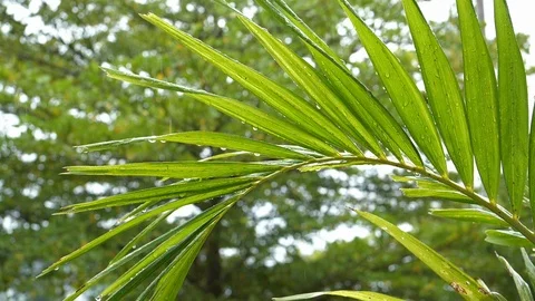 Slow motion rain drop on green leaf palm Stock Footage 93774679