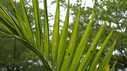 Slow motion rain drop on green leaf palm Stock Footage 96584975